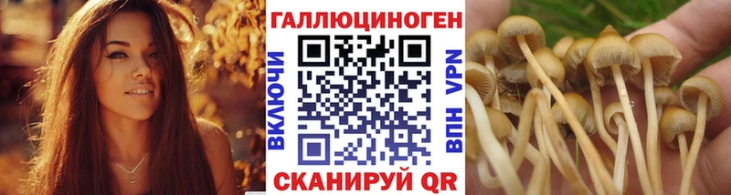 блэк спрут маркетплейс  купить   Жиздра  Псилоцибиновые грибы мухоморы 